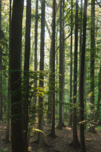 Forest, trees Forest, trees